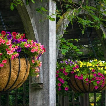 grow annuals in hanging baskets