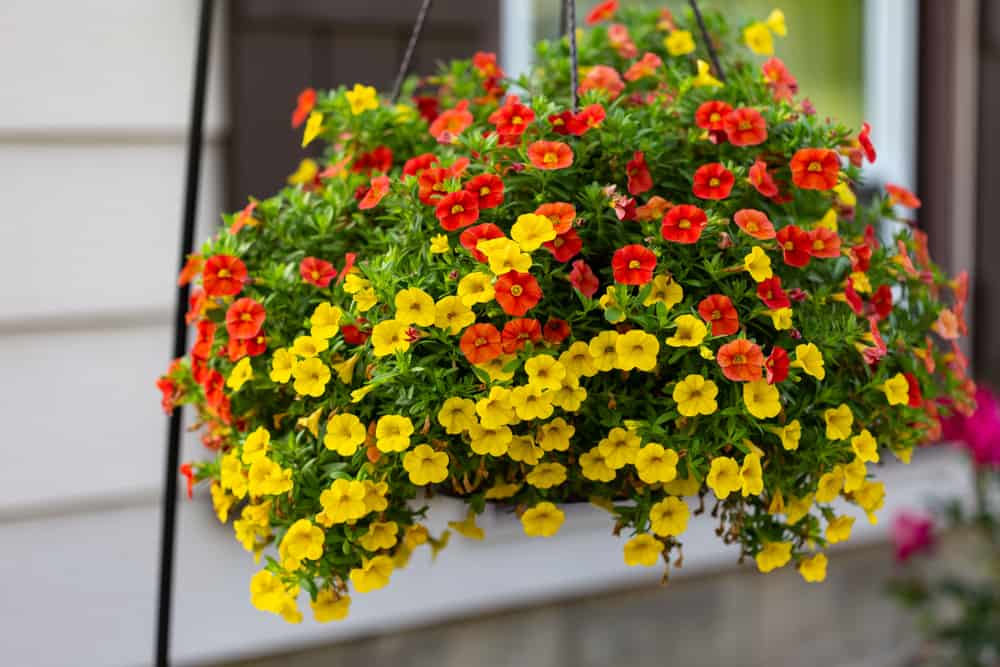 hanging basket of million bells flowers