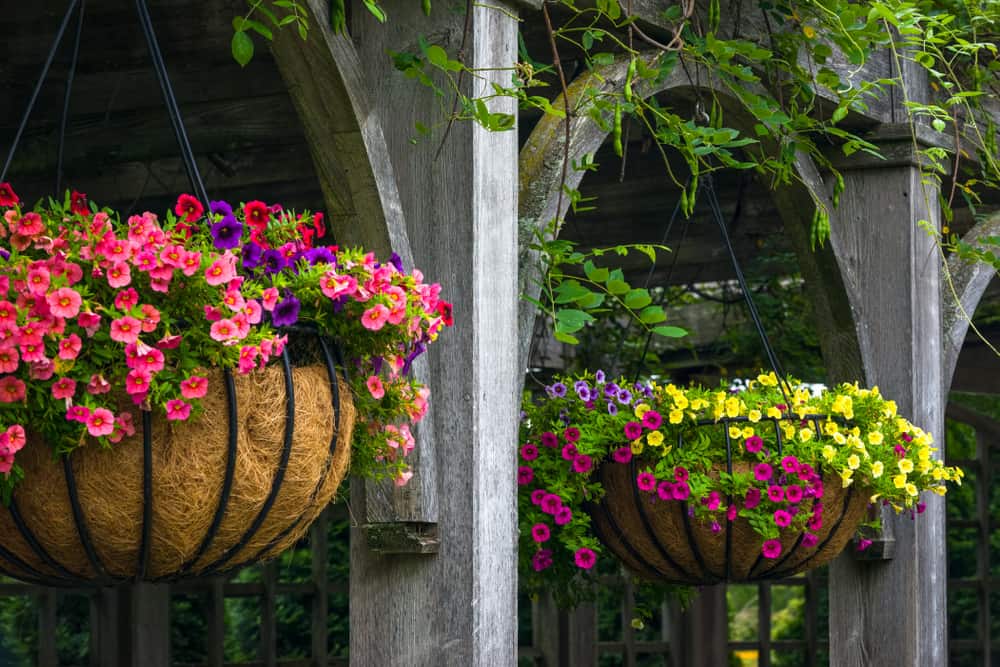 hanging baskets filled with flowering annuals