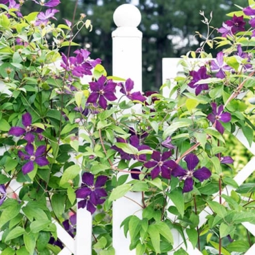 how to trellis clematis