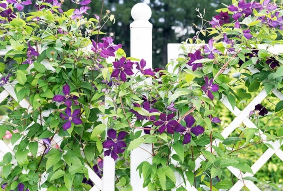 how to trellis clematis