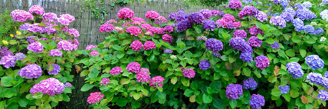 25 Shade Loving Plants That Grow Well in UK Gardens 7 hydrangea macrophylla flowers