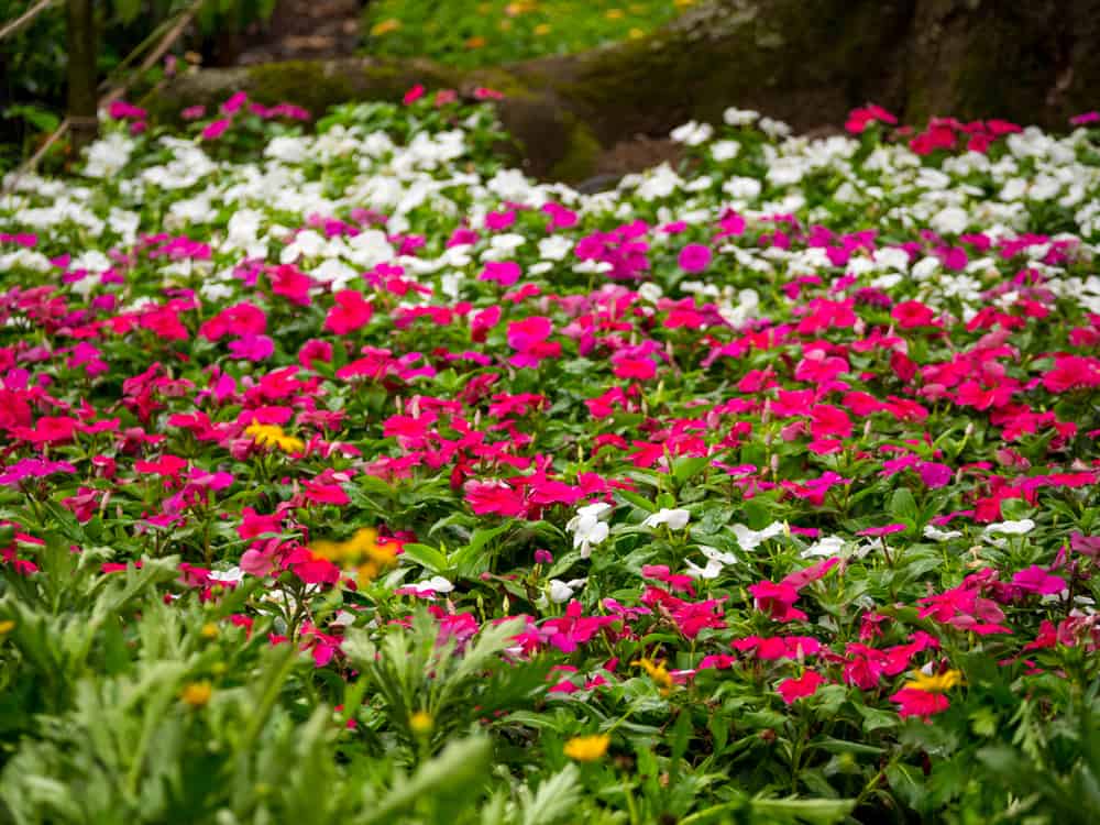 25 Shade Loving Plants That Grow Well in UK Gardens 9 impatiens walleriana busy lizzie