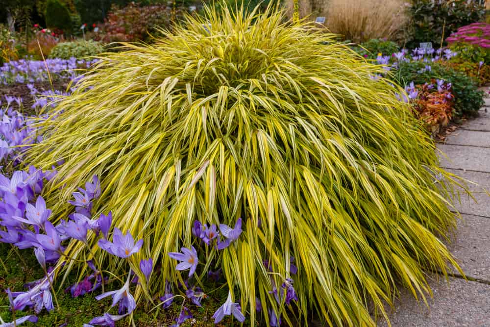 25 Shade Loving Plants That Grow Well in UK Gardens 5 japanese forest grass hakonechloa macra