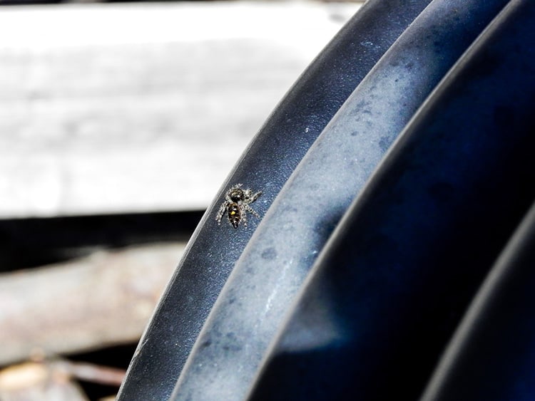 6 Ways to Keep Spiders Off Garden Furniture and Patios 1 keep spiders off garden furniture