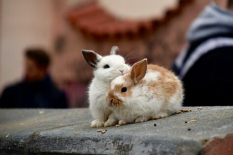 8 Ways to Stop Rabbits from Chewing on Garden Furniture 5 8 Ways to Stop Rabbits from Chewing on Garden Furniture 2
