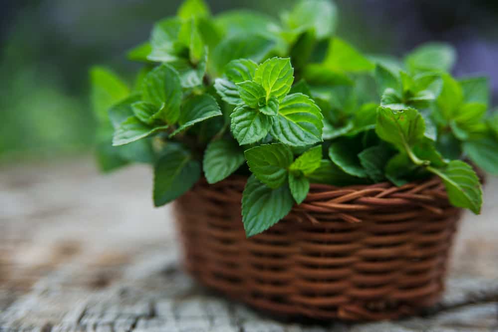 6 Ways to Keep Spiders Off Garden Furniture and Patios 5 peppermint in container