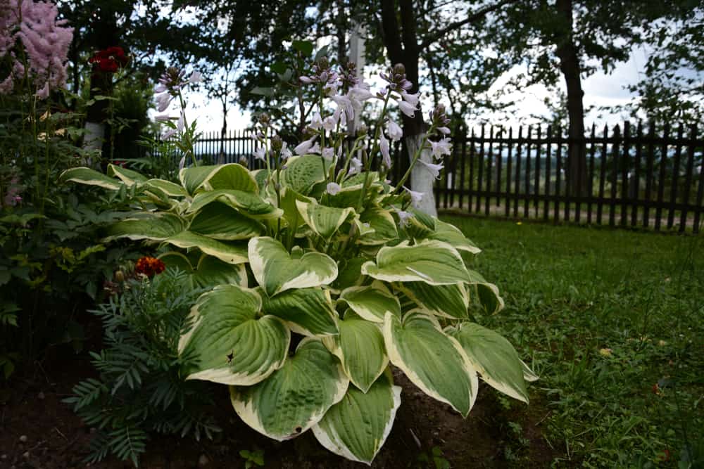 25 Shade Loving Plants That Grow Well in UK Gardens 2 plantain lilies hosta giboshi