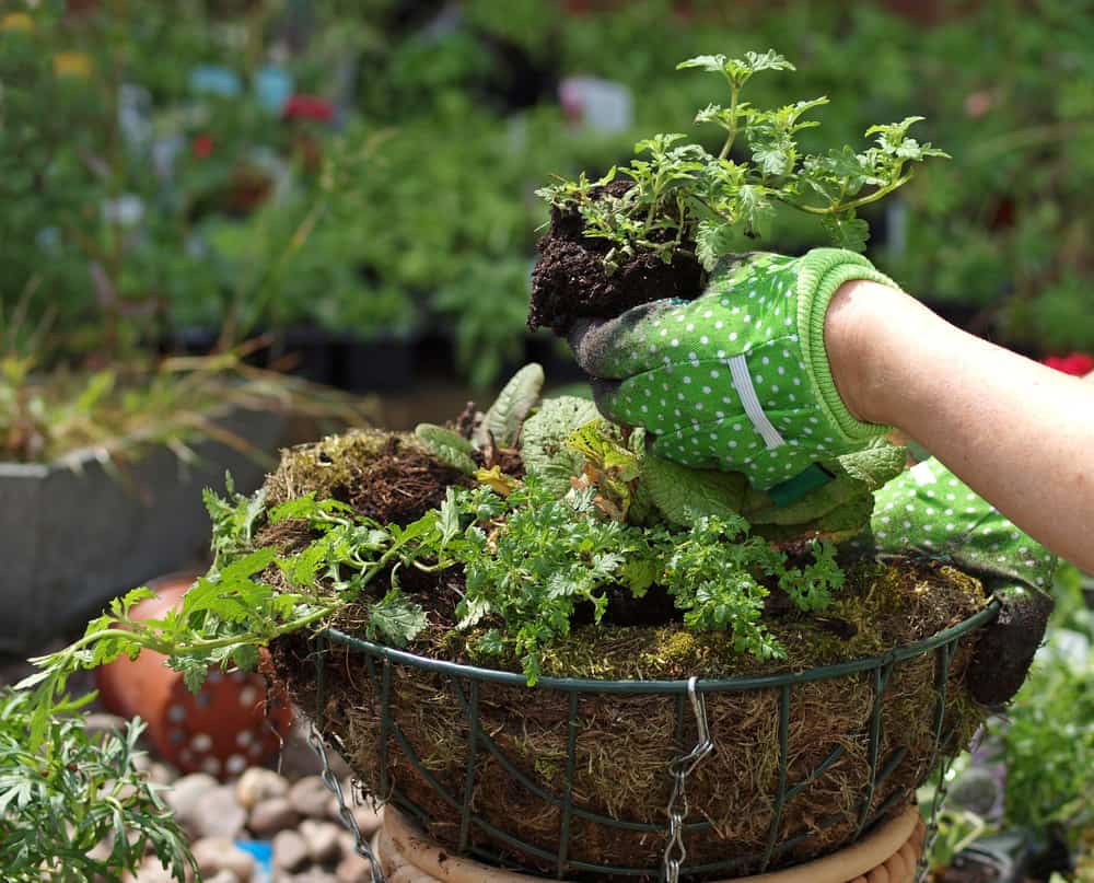 planting a hanging basket with young flowers