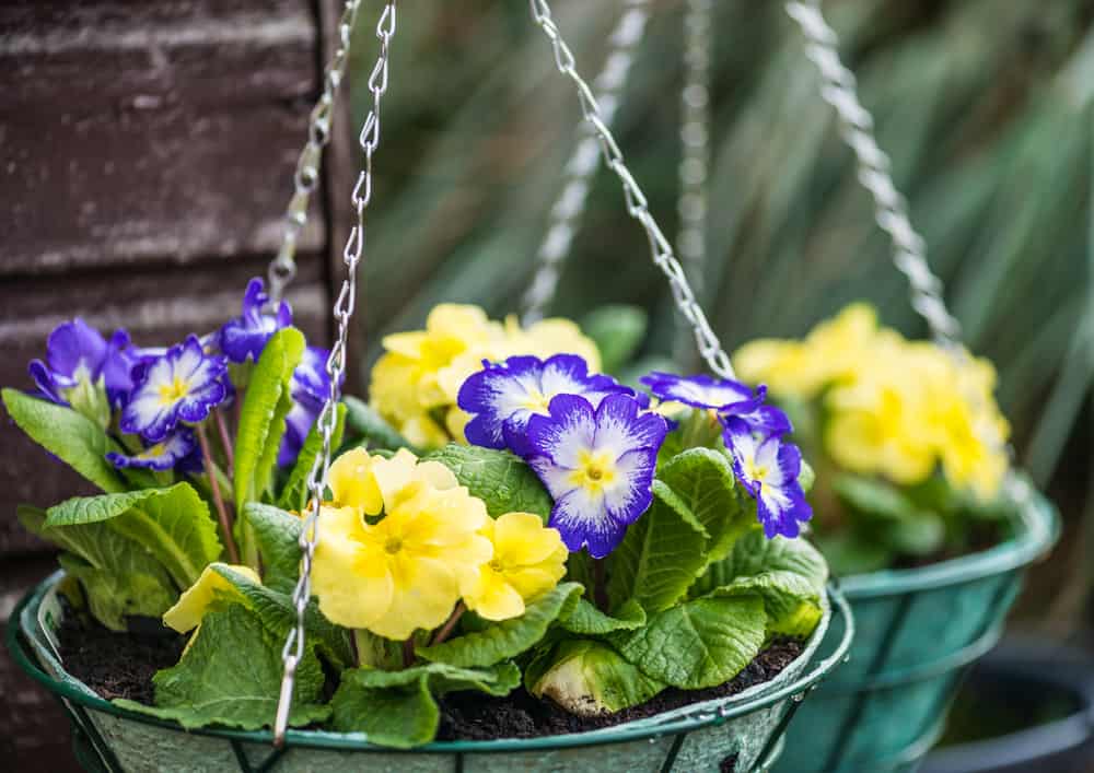 primrose in hanging baskets
