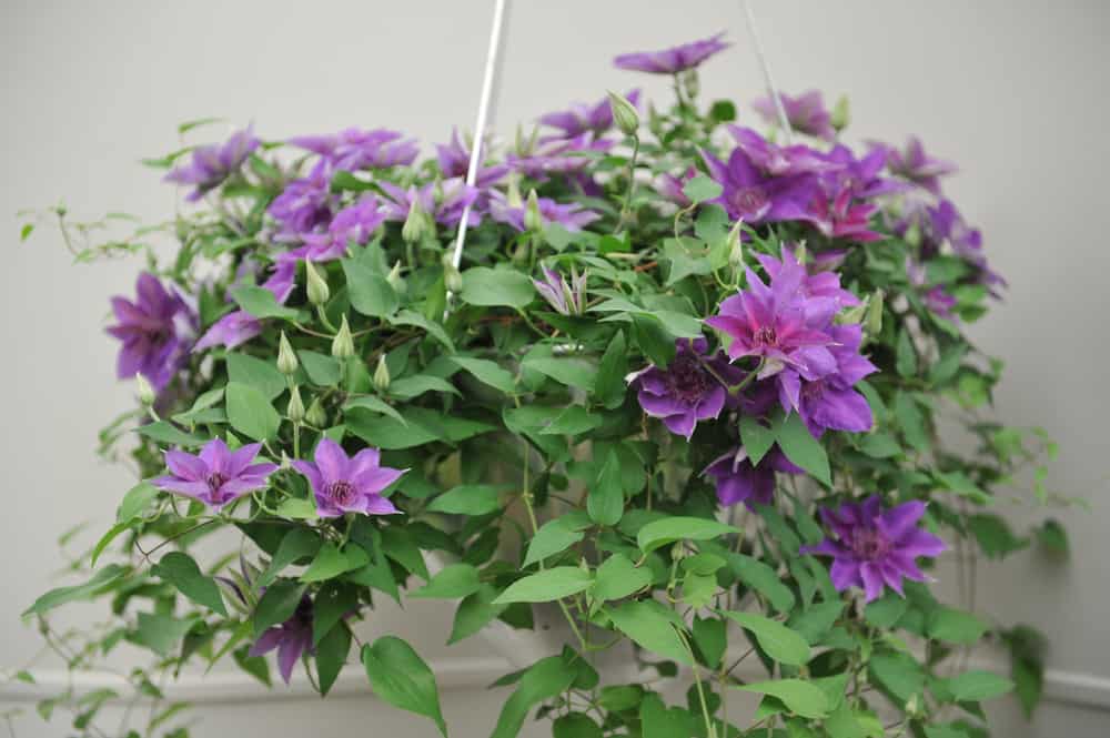 purple large-flowered Clematis blooms in a hanging basket