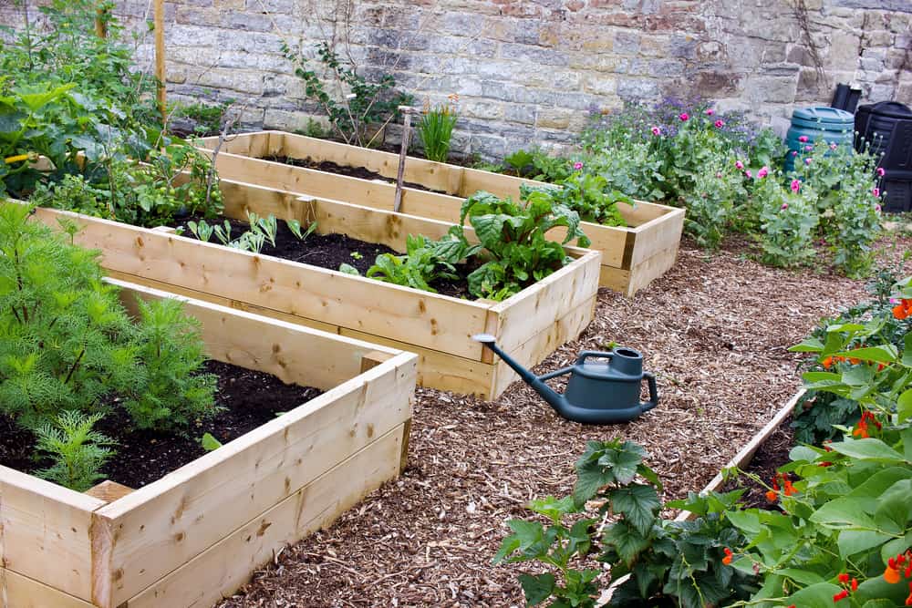 raised beds garden