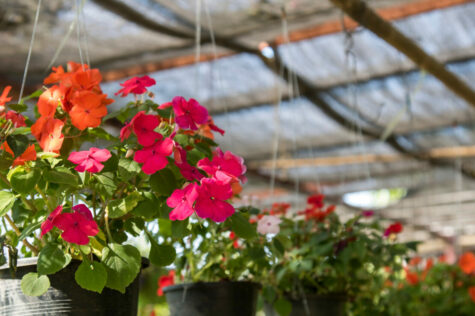 10 Best Annuals For Hanging Baskets to Add Color & Density 1