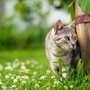 stop cats from spraying on garden furniture