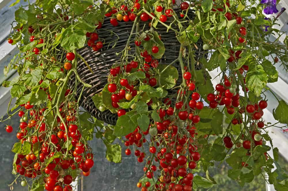 tomatoes in hanging basket