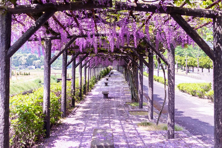 Which Trellis Is Best For Wisteria? 1 trellis wisteria