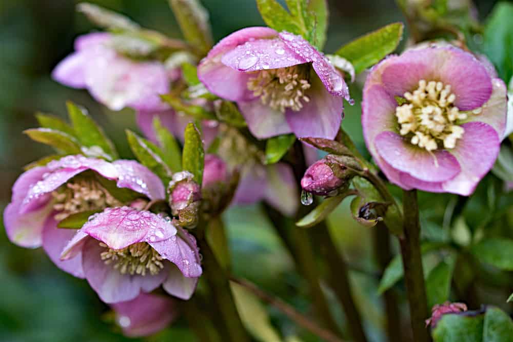 25 Shade Loving Plants That Grow Well in UK Gardens 10 winter flowering hellebores