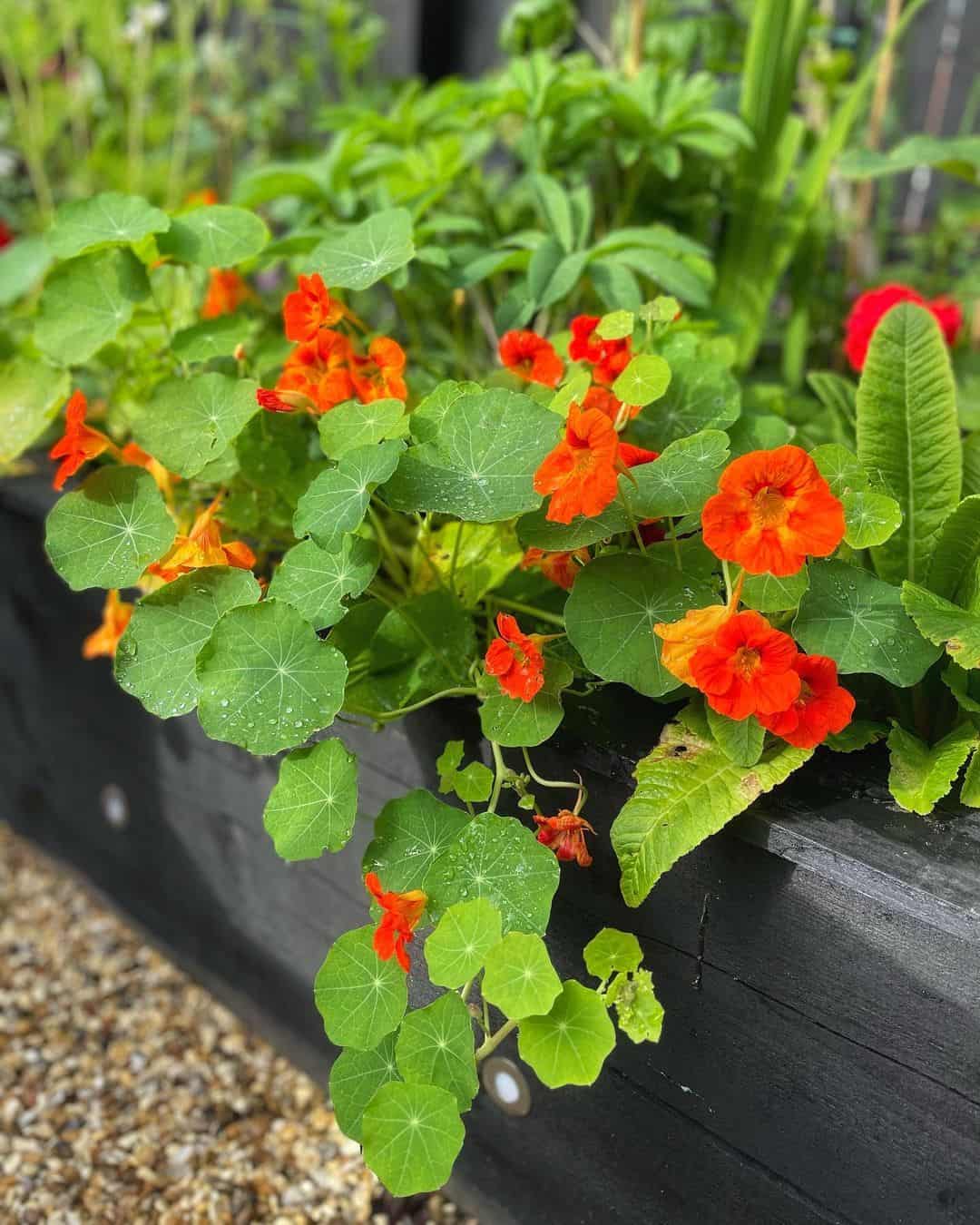 What Can I Plant in a Flower Box? 5 edible flower box