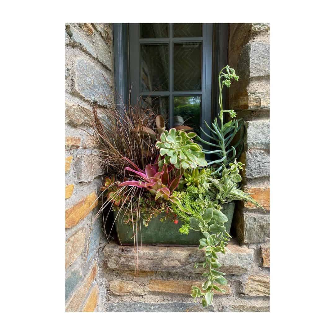 What Can I Plant in a Flower Box? 9 evergreen flower box