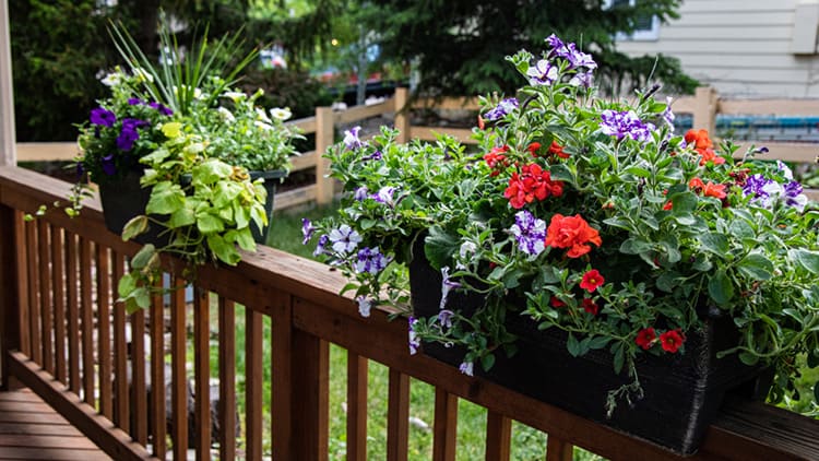 How to Build a Deck Flower Box to Hang on Railings 1 how to build a flower box on a deck