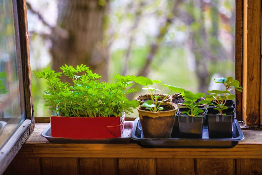 How to Build a Sturdy DIY Herb Planter Box in 7 Steps 3 indoor herbs on window sill