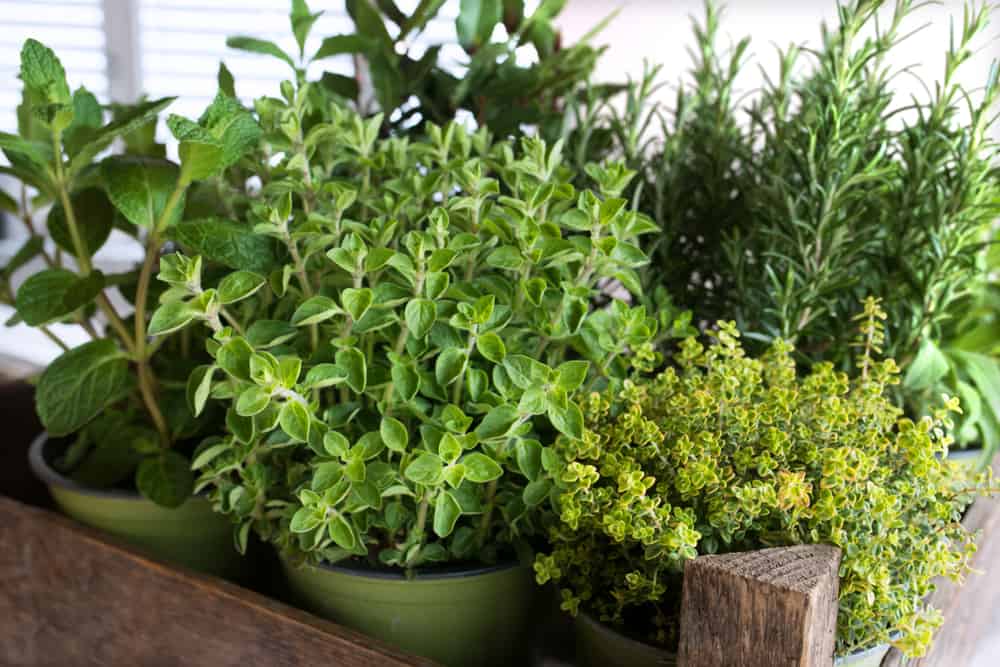 How to Build a Sturdy DIY Herb Planter Box in 7 Steps 4 mixed herb container