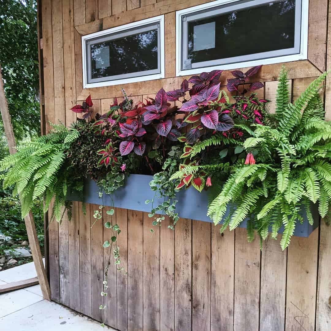 What Can I Plant in a Flower Box? 7 shade loving flower box