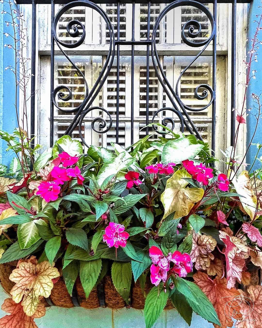 What Can I Plant in a Flower Box? 1 window flower box