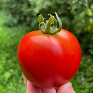 How to Build a Tomato Planter Box: Ideas for Healthy Plants 5 How to Build a Tomato Planter Box: Ideas for Healthy Plants 5