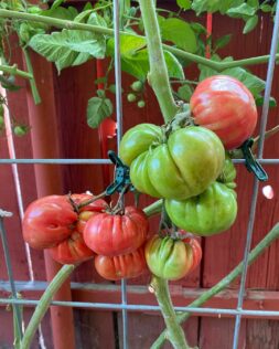 How to Build a Tomato Planter Box: Ideas for Healthy Plants 2 How to Build a Tomato Planter Box: Ideas for Healthy Plants 2