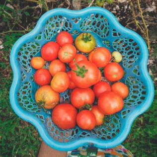How to Build a Tomato Planter Box: Ideas for Healthy Plants 1 How to Build a Tomato Planter Box: Ideas for Healthy Plants 1