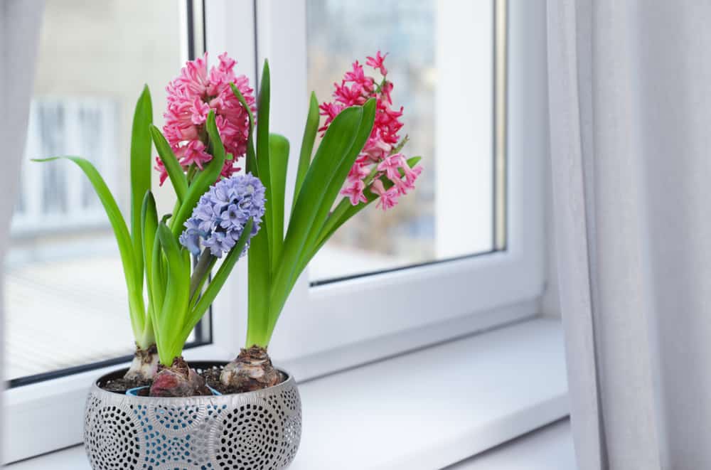 Blooming spring hyacinth flowers on windowsill at home