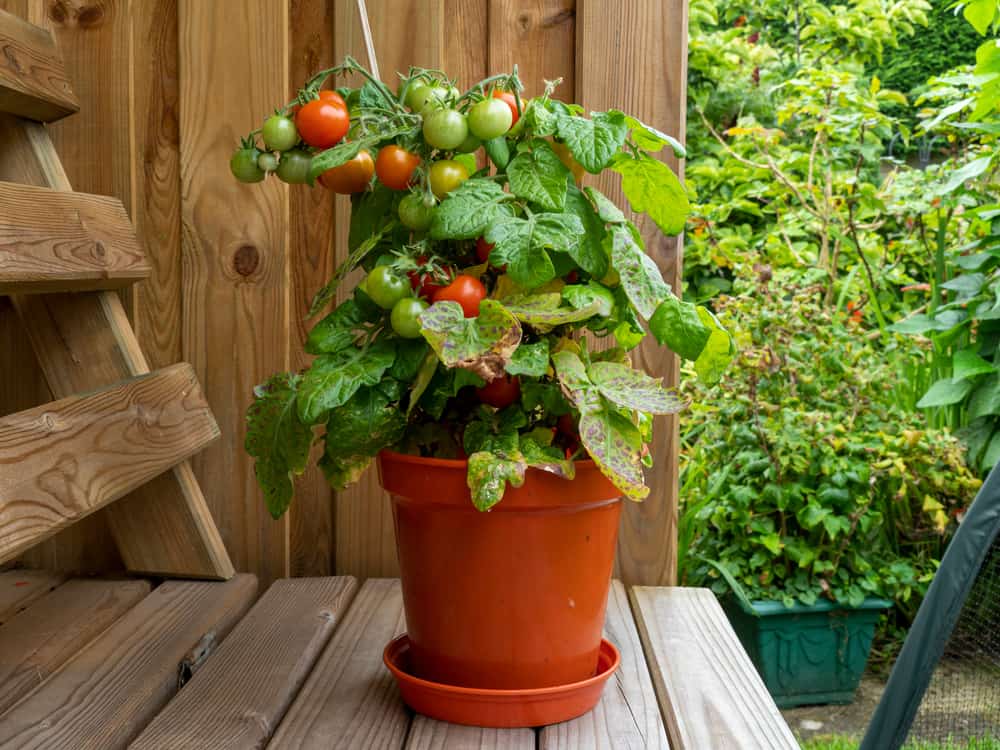 Dwarf tomato plant in a pot with ripe and unripe tomatoes