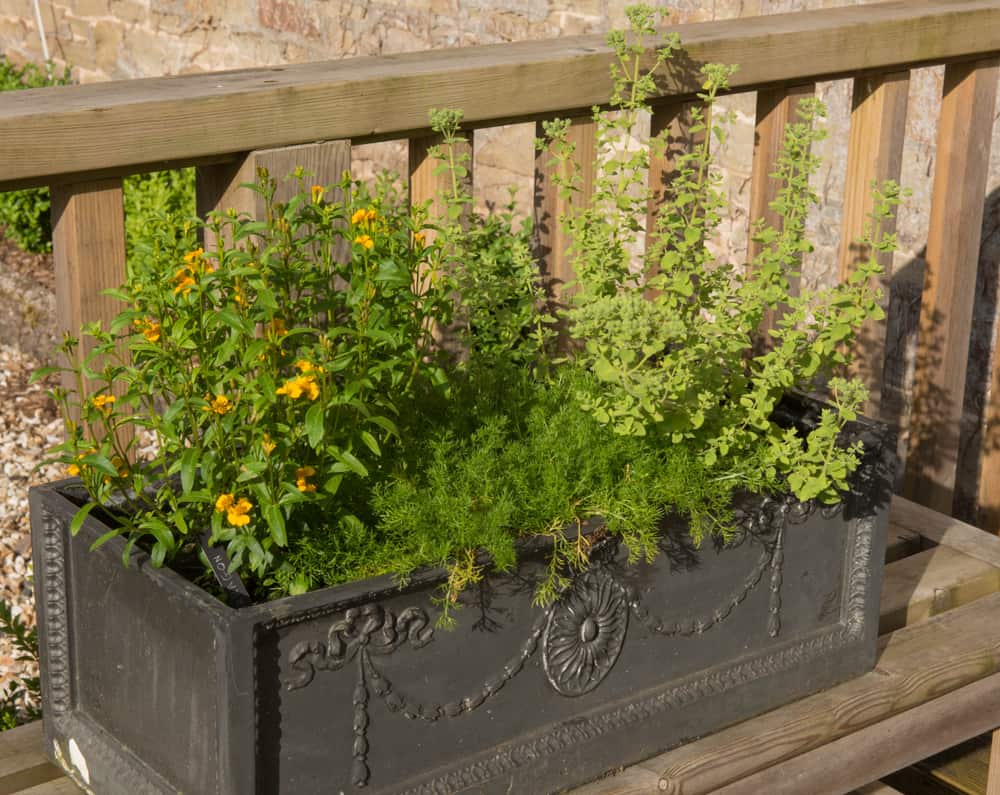 Ornate Planter with Home Grown Organic Herbs (Tarragon, Chamomile and Oregano)