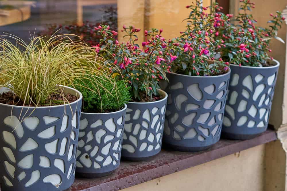 Pelargonium and geraniums in flower pots on the windowsill of a rural house outside