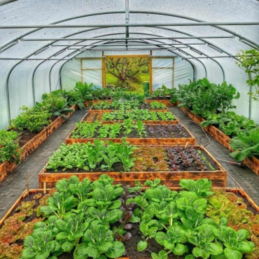 Raised beds greenhouse gardening