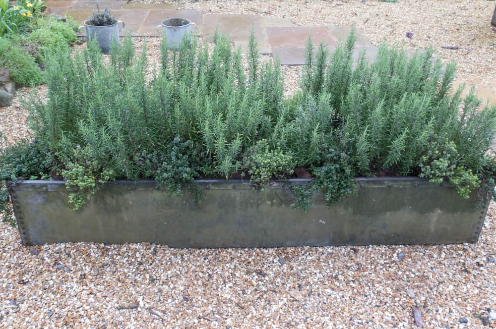 Rosemary (Salvia rosmarinus) and Thyme (Thymus vulgaris) Herbs Growing in a Metal Planter