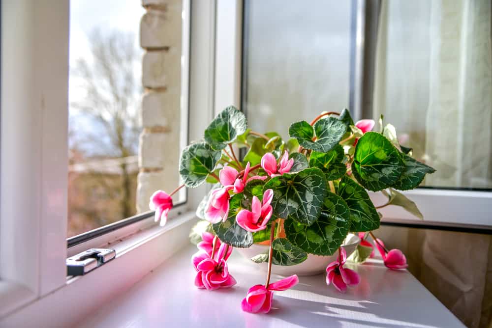 Wilted colorful variegated white and pink cyclamen flowers on windowsill