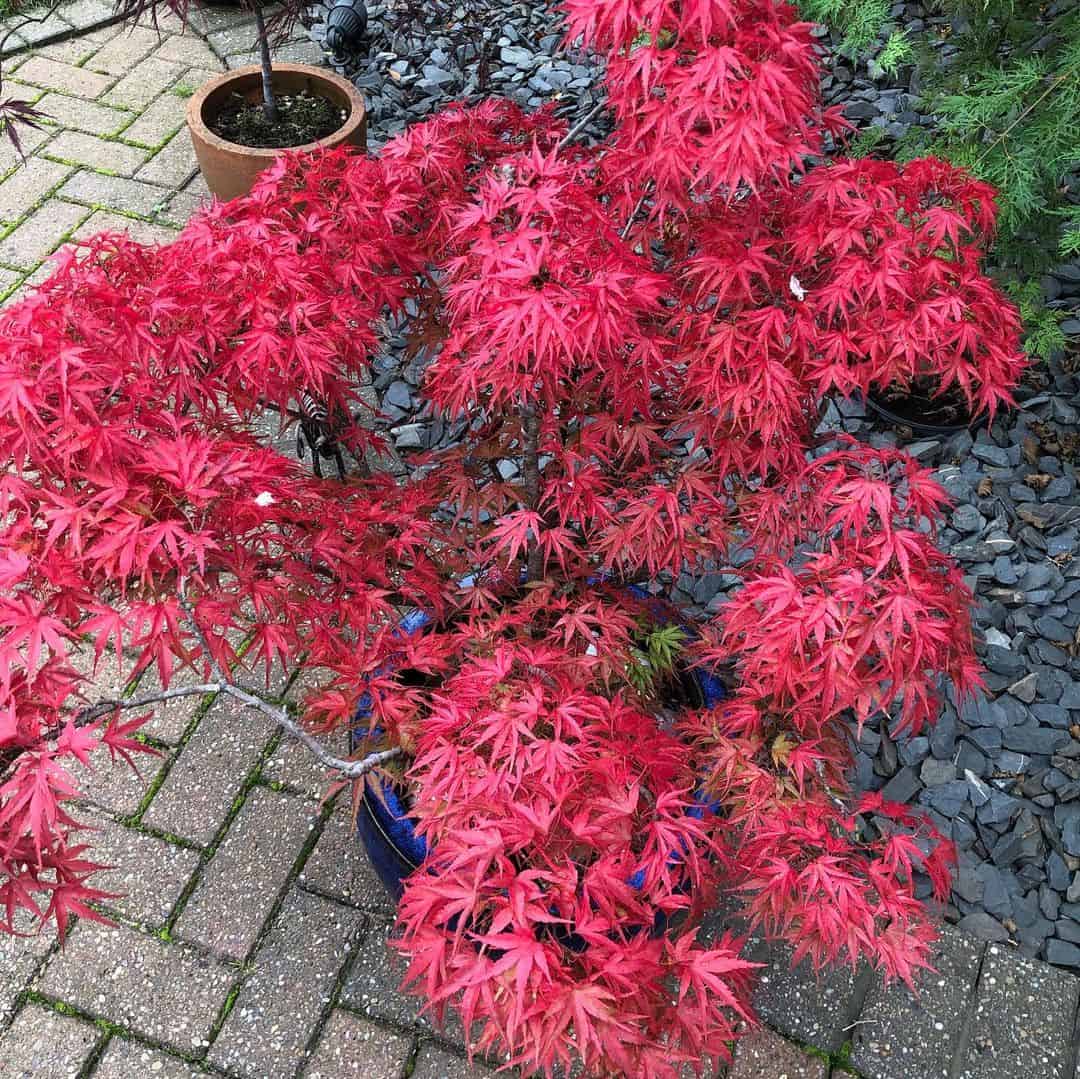 Can You Grow a Tree in a Planter Box? (How to Build it) 13 acer tree planter box