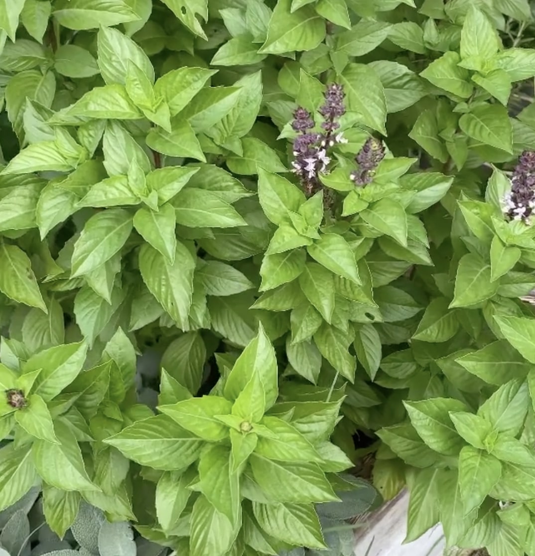 basil planter box