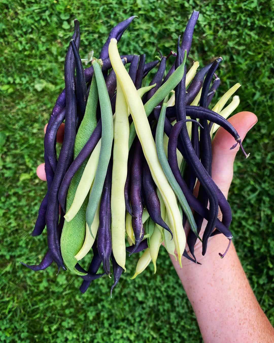 What to Grow in a Vegetable Planter Box 3 beans and peas