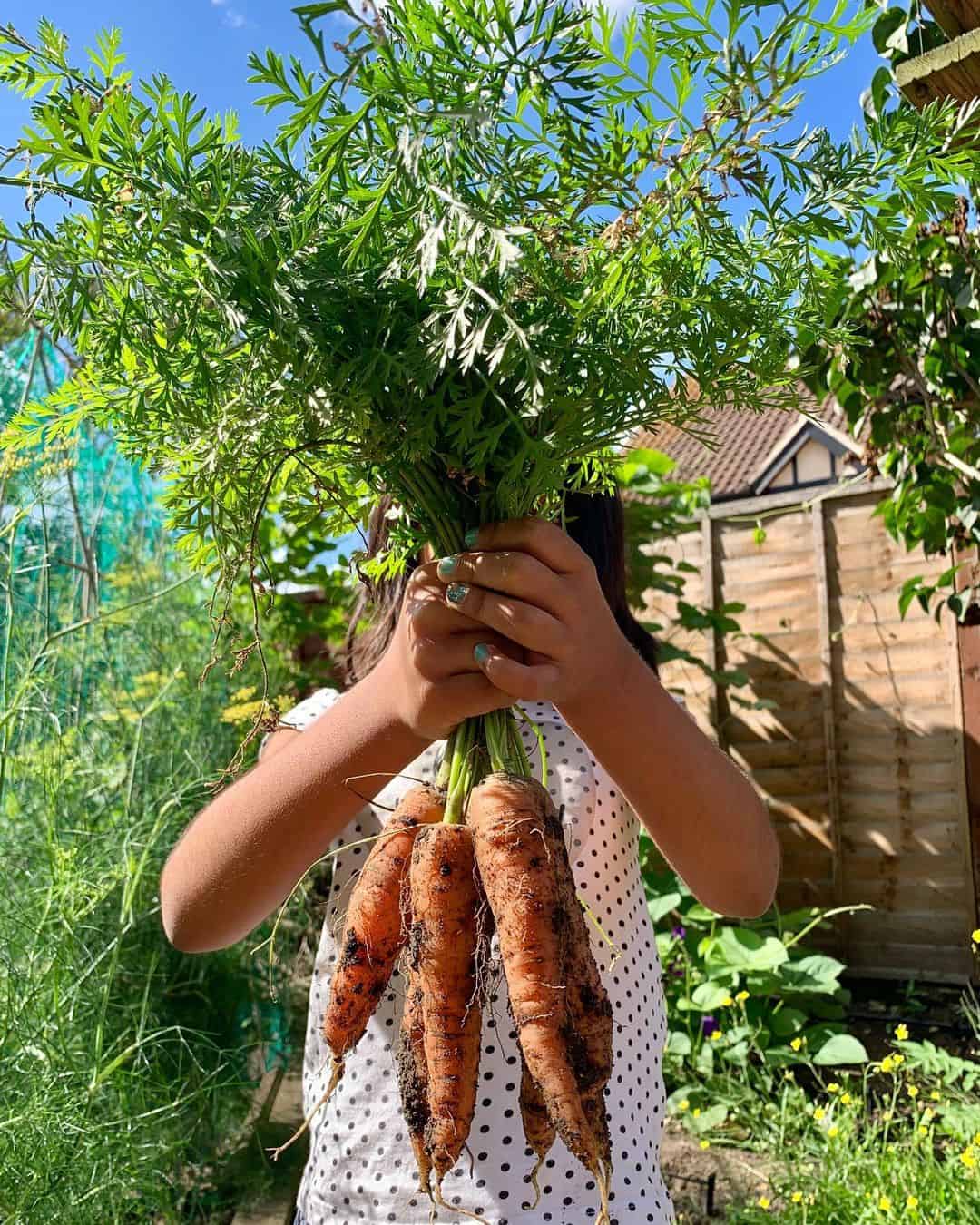 What to Grow in a Vegetable Planter Box 4 carrots planter box