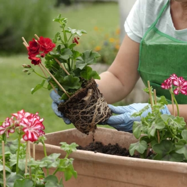 close up of woman potting geranium flowers