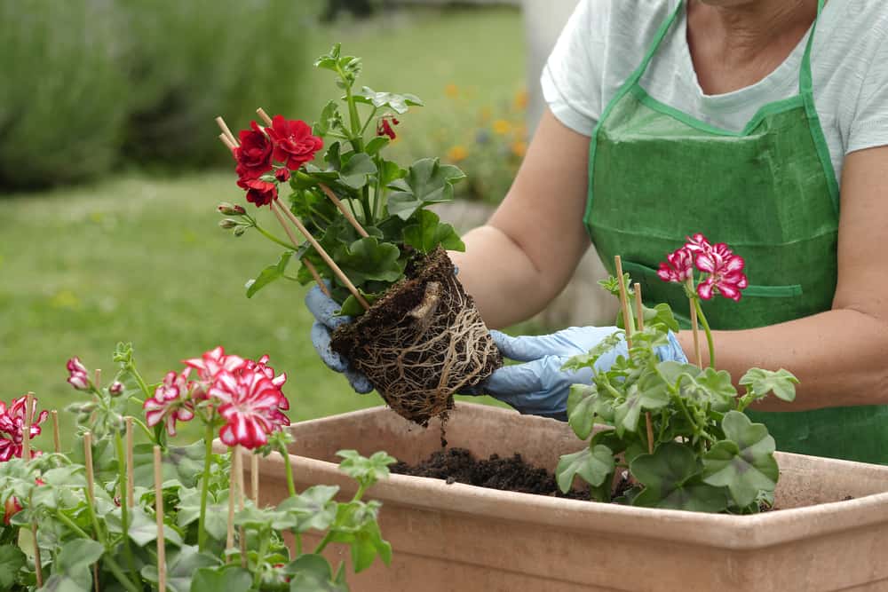 12 Best Bedding Plants for a Colourful Garden 1 close up of woman potting geranium flowers