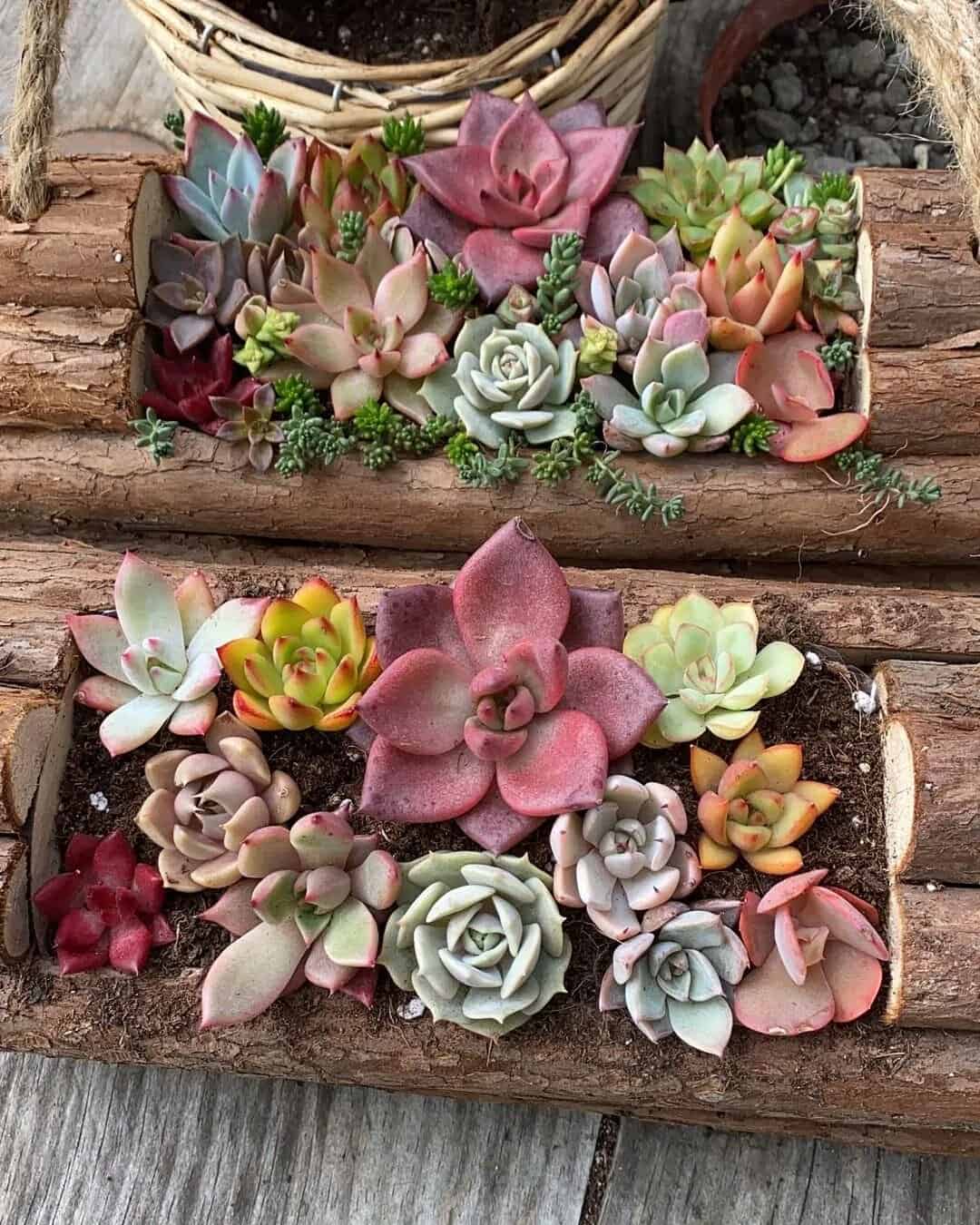 How to Choose the Best Planter Box for Succulents: 8 Ideas 6 colourful succulent plants