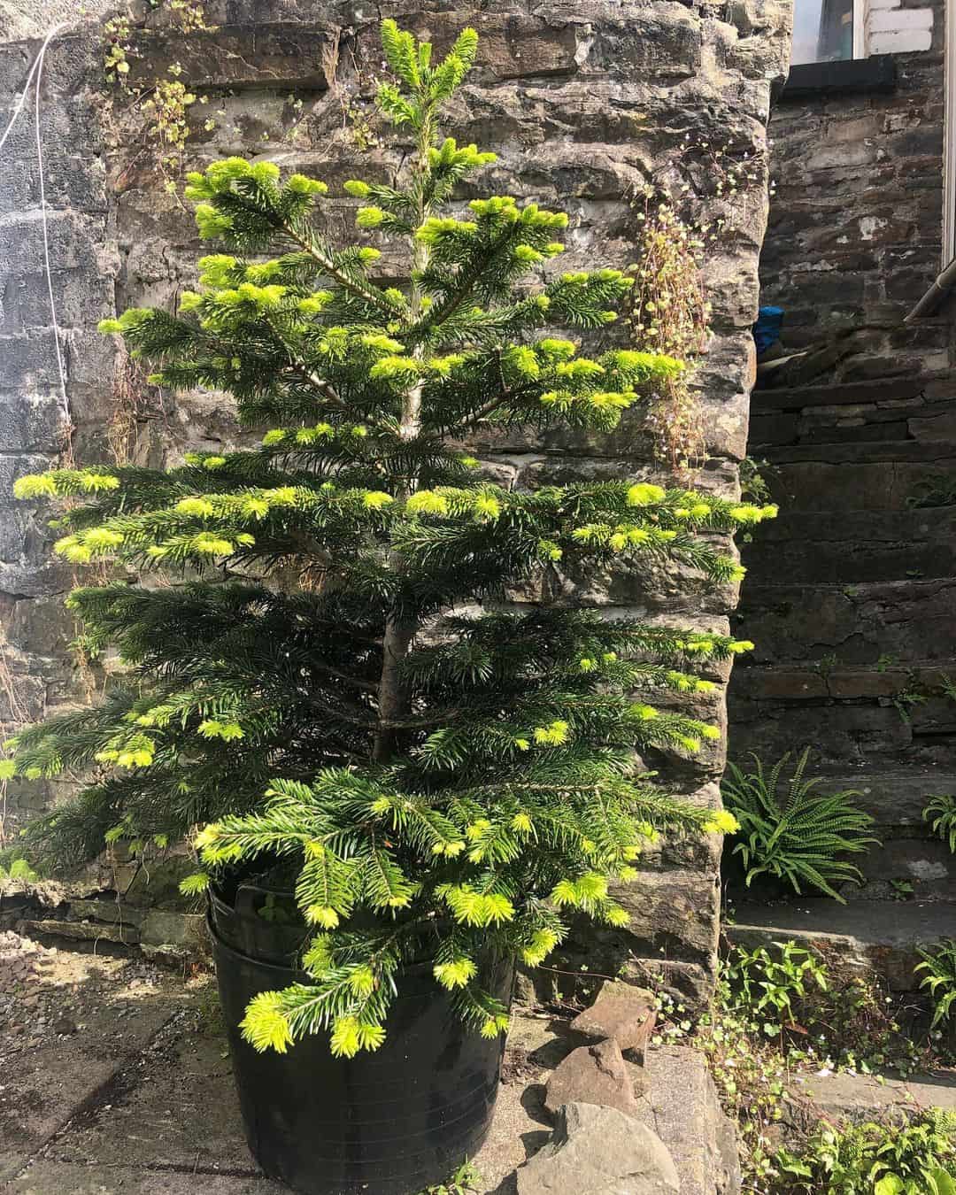 Can You Grow a Tree in a Planter Box? (How to Build it) 19 fir tree planter box