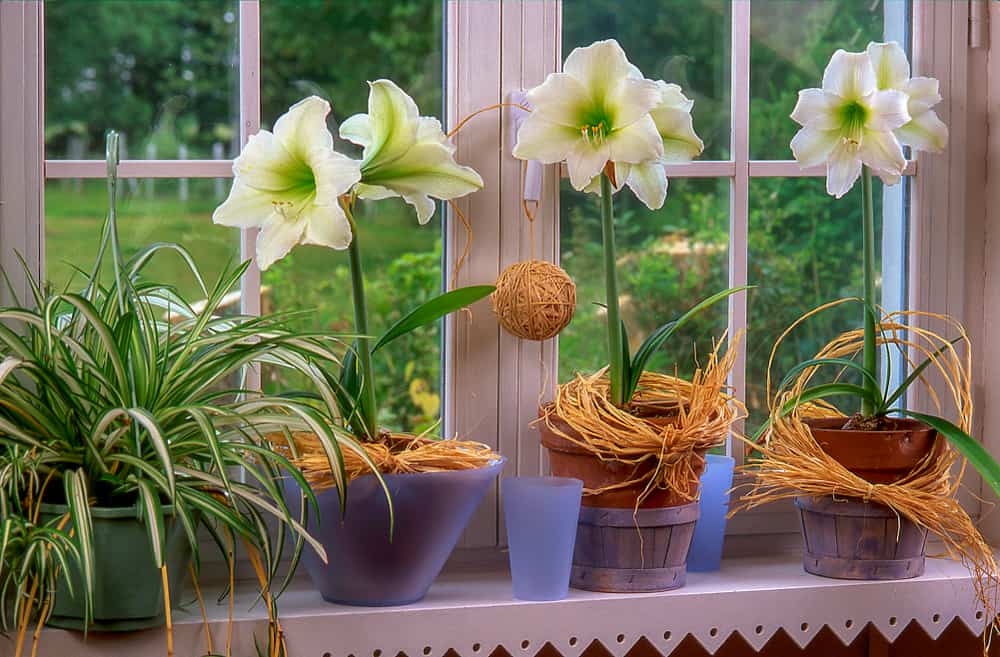flowers of amaryllis