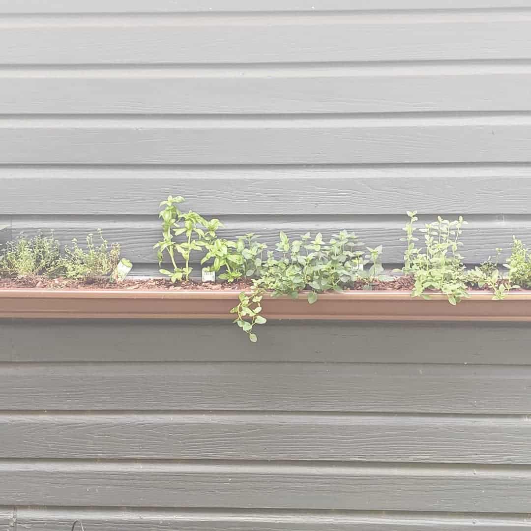 How to Make a Gutter Planter in 4 Steps (Gutter Garden Ideas) 6 herb gutter planter garden