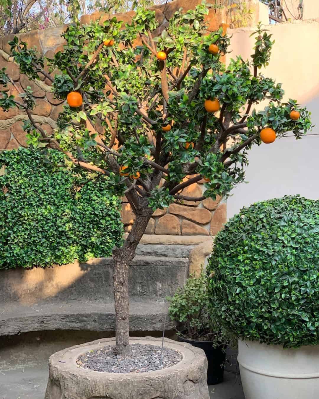 Can You Grow a Tree in a Planter Box? (How to Build it) 15 light location planter box