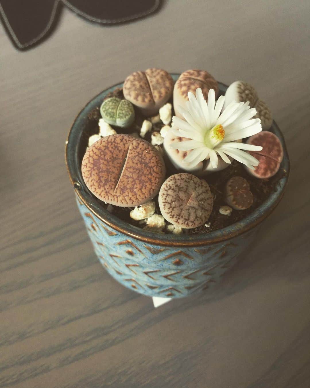 How to Choose the Best Planter Box for Succulents: 8 Ideas 7 lithops succulents